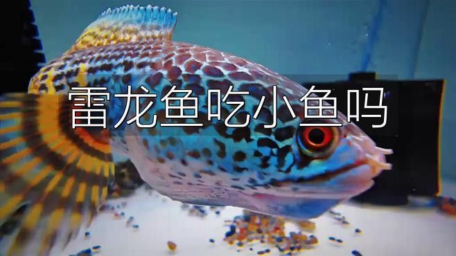 雷龍魚會吃多大的魚：雷龍魚捕食能力與體型、品種密切相關