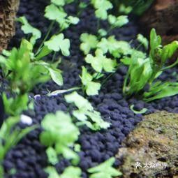 石家莊龍魚市場在哪里？：石家莊市經營龍魚的主要市場及店鋪信息及店鋪信息
