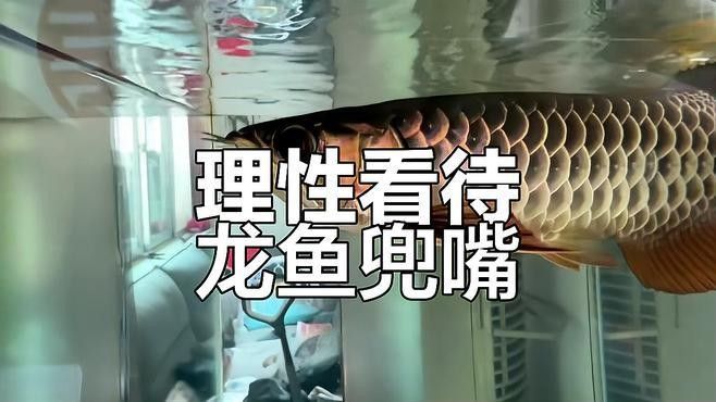 如何區(qū)分龍魚的翹嘴和兜嘴：龍魚的翹嘴和兜嘴是兩種不同的嘴部形態(tài) 如何區(qū)分龍魚的翹嘴和兜嘴：龍魚的翹嘴和兜嘴是兩種不同的嘴部形態(tài) 龍魚百科 第6張