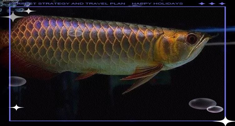 如何區(qū)分龍魚的翹嘴和兜嘴：龍魚的翹嘴和兜嘴是兩種不同的嘴部形態(tài) 如何區(qū)分龍魚的翹嘴和兜嘴：龍魚的翹嘴和兜嘴是兩種不同的嘴部形態(tài) 龍魚百科 第10張