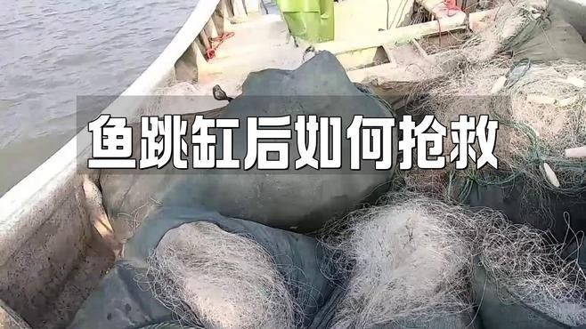 龍魚跳缸多久會死？：雷龍魚跳缸后如何搶救