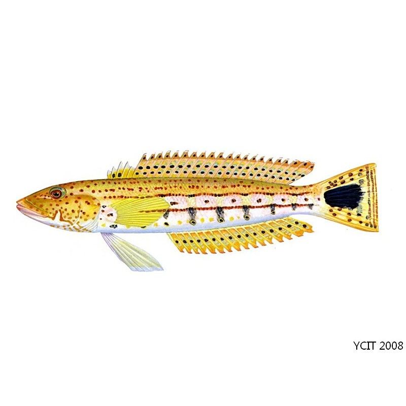 斑尾龍魚(yú)有哪些品種：斑尾龍魚(yú)是淡水魚(yú)還是海魚(yú)