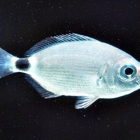 斑尾龍魚(yú)有哪些品種：斑尾龍魚(yú)是淡水魚(yú)還是海魚(yú)