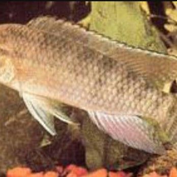 斑尾龍魚(yú)有哪些品種：斑尾龍魚(yú)是淡水魚(yú)還是海魚(yú)