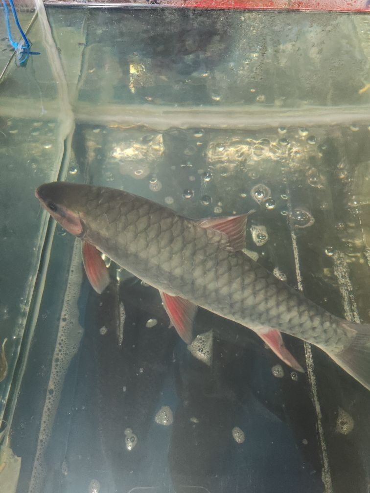 桂林龍魚市場在哪里？：桂林市與“龍魚”相關的市場信息