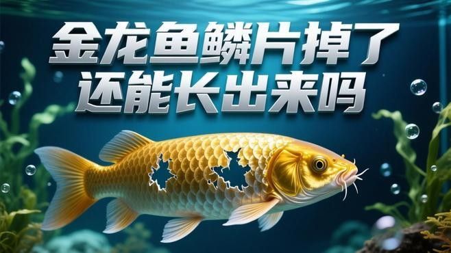 如何預(yù)防金龍魚掉鱗？：愛釣魚金龍魚掉鱗片怎么辦