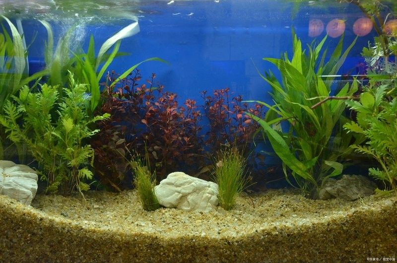 龍魚缸濾材的擺放順序：新龍魚到家，如何調(diào)整狀態(tài)濾材擺放技巧