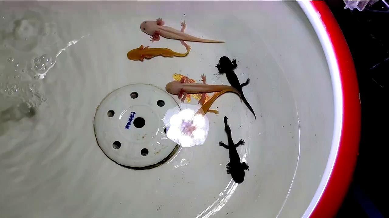 六角恐龍魚多久喂一次龍蝦合適：六角恐龍魚喂食頻率需根據生長階段、水溫及食物類型綜合調整