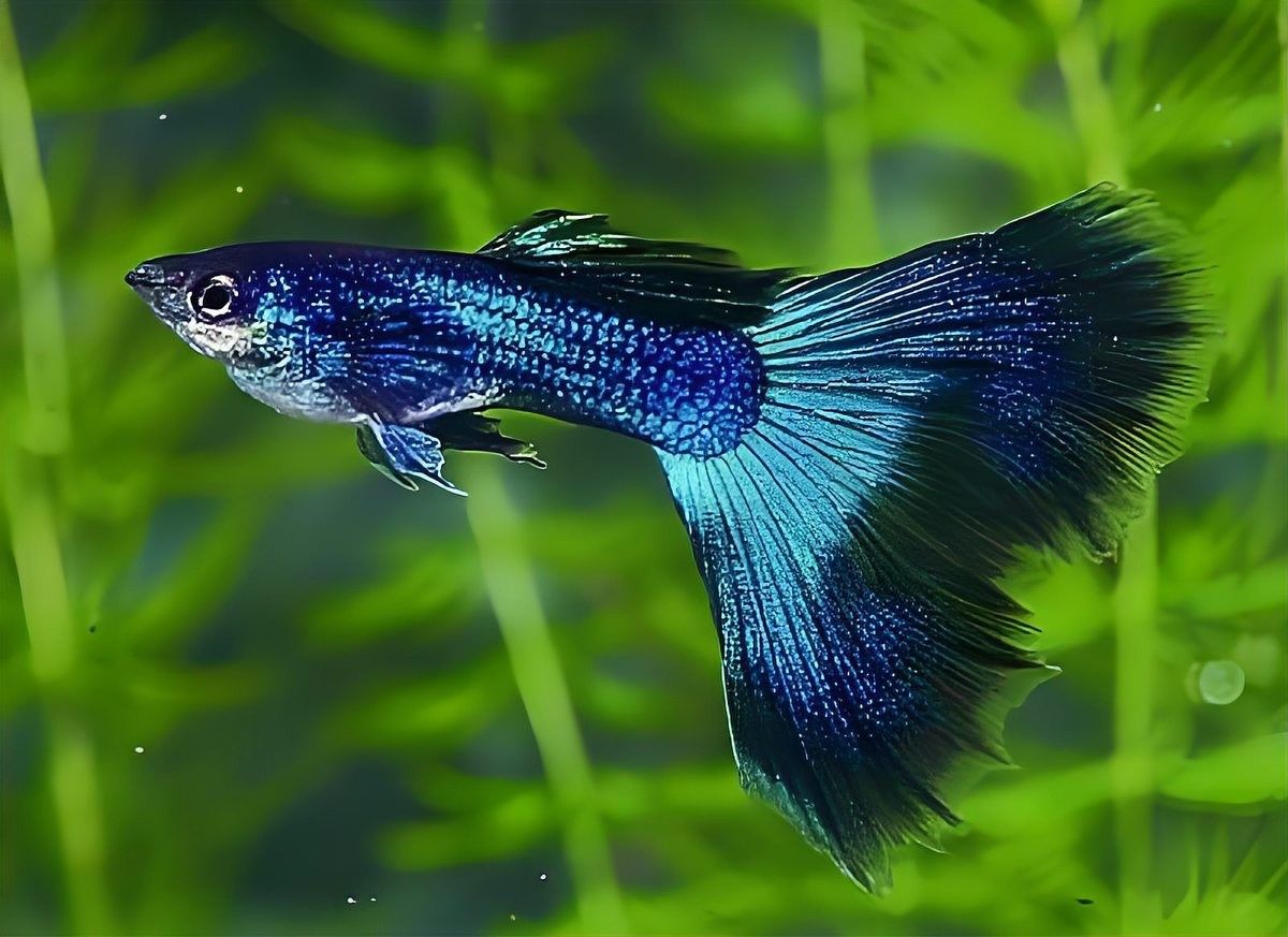 飛鳳魚多久喂一次合適？：飛鳳魚喂食頻率需根據生長階段和水質管理綜合調整