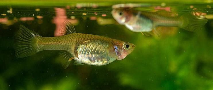 飛鳳魚多久喂一次合適？：飛鳳魚喂食頻率需根據生長階段和水質管理綜合調整