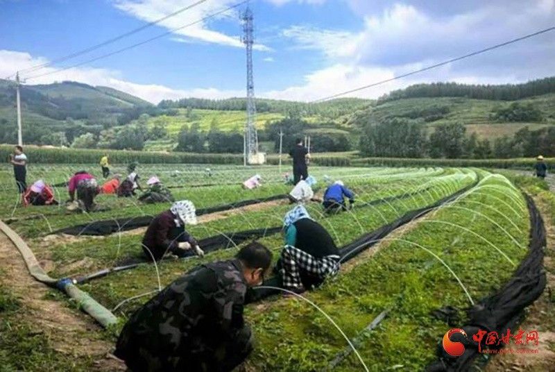 哪種藥材更珍貴？：什么中藥最貴價格最高