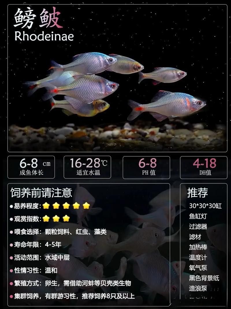 給我推薦一些呈千祥龍魚品種：千祥龍魚品種及其特征：千祥龍魚品種及其特征及其特征