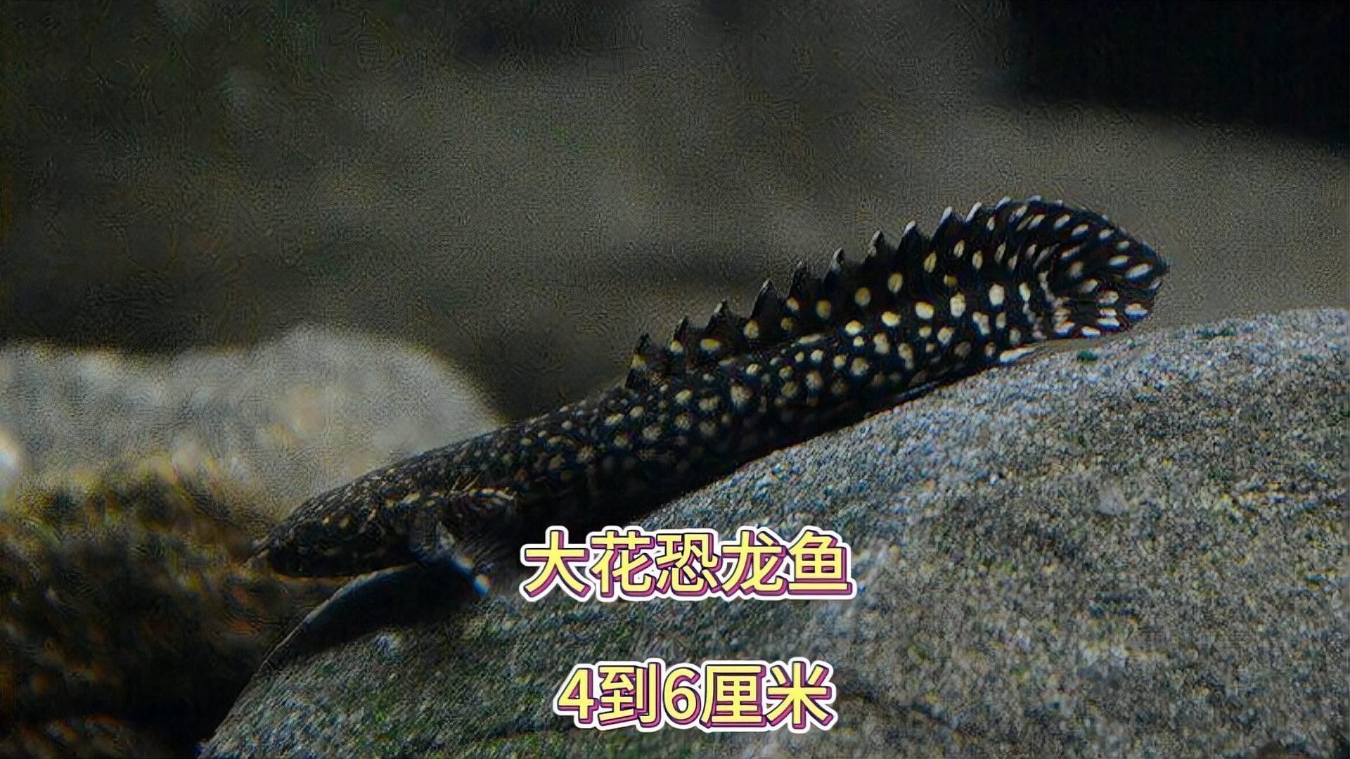 大花恐龍魚有哪些品種：大花恐龍魚的介紹