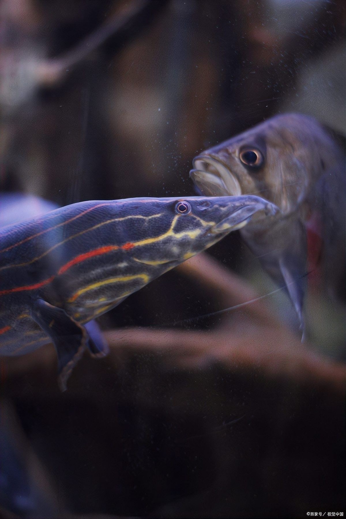 大花恐龍魚有哪些品種：大花恐龍魚的介紹