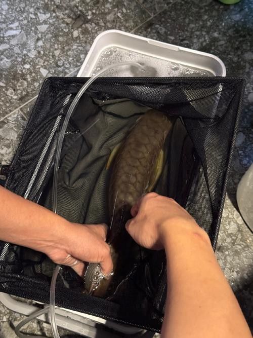 哪種龍魚麻醉藥性價比最高：最新動物麻醉藥價格、批發報價、價格大全