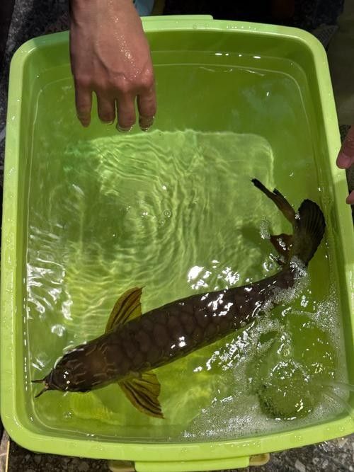 哪種龍魚麻醉藥性價比最高：最新動物麻醉藥價格、批發報價、價格大全