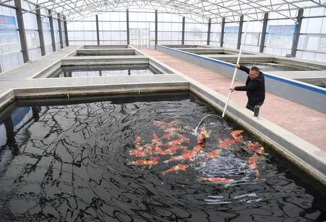 共和哪個水族館龍魚好？祥龍魚場龍魚：全球首家龍魚繁殖漁場(廣州龍魚祥龍魚場