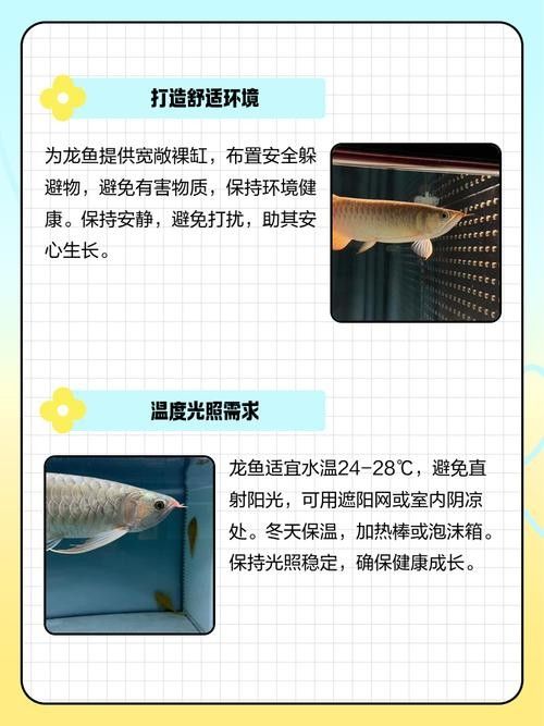 龍魚手帕如何保養？：龍魚手帕如何搭配使用