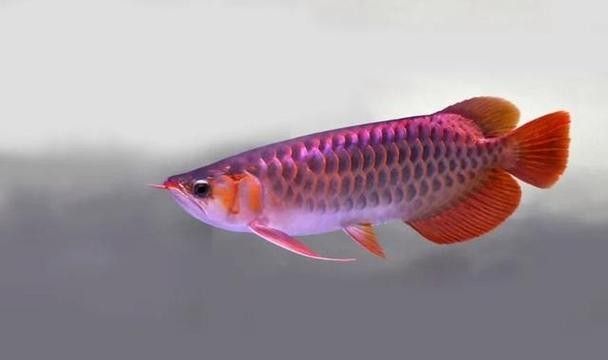 如何挑選高品質的大寬體紅龍魚？：如何挑選一只高品質大寬體紅龍魚 如何挑選高品質的大寬體紅龍魚？：如何挑選一只高品質大寬體紅龍魚 龍魚百科 第4張