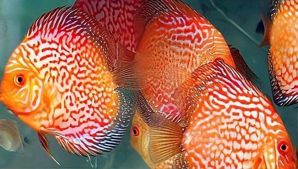 如何設置七彩龍魚缸的水質：七彩神仙魚水質調整與濾材擺放技巧