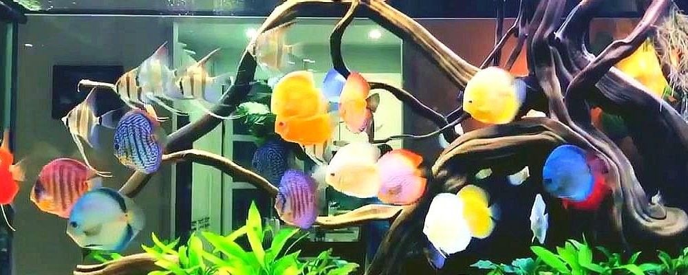 如何設置七彩龍魚缸的水質：七彩神仙魚水質調整與濾材擺放技巧