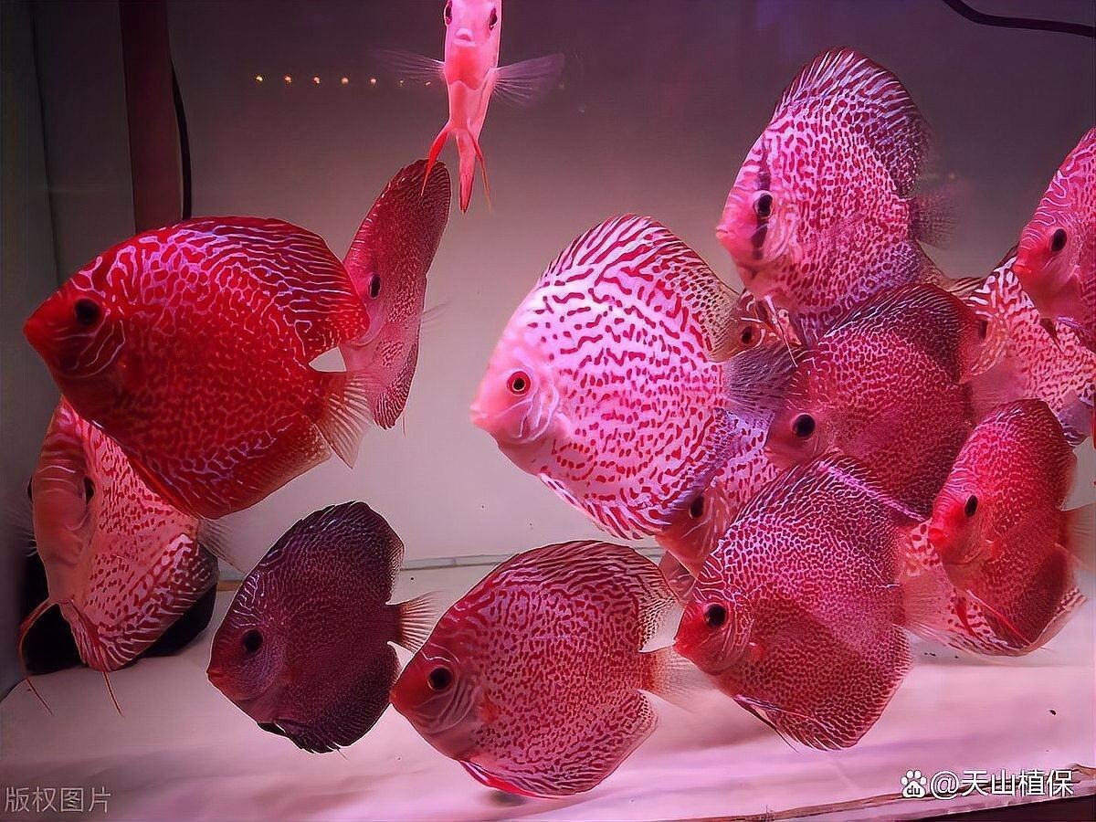 如何設置七彩龍魚缸的水質：七彩神仙魚水質調整與濾材擺放技巧