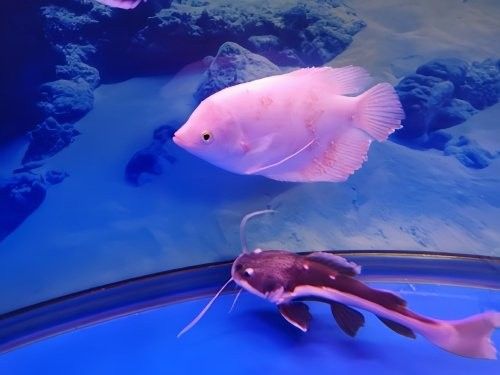 龍魚鸚鵡招財混養(yǎng)需要多大的魚缸：龍魚、鸚鵡魚和招財魚的混養(yǎng)管理要點：混養(yǎng)管理要點