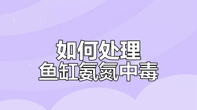 紅龍魚對氨氮敏感嗎：小魚辣條的發現