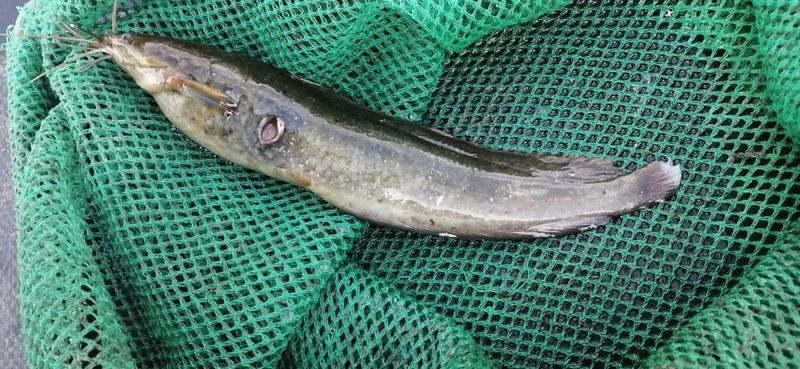 龍魚爛身自愈后還會復發嗎？：為什么有些魚特別容易爛身這4個發病原因你了解嗎