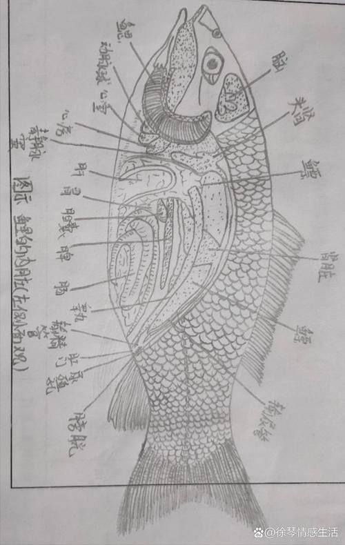 龍魚吃什么食物最好？：龍魚七大必吃食物營養(yǎng)搭配全解析朱柚柚龍魚的飼養(yǎng)方法