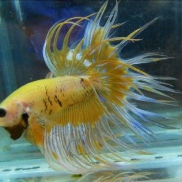 廣東龍魚批發市場的價格如何？：廣東龍魚批發市場價格呈現以下特點：04:20國內最大觀賞魚市場