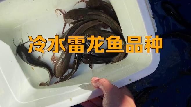 哪些雷龍魚需要加熱棒：雷龍魚是否需要加熱棒 哪些雷龍魚需要加熱棒：雷龍魚是否需要加熱棒 龍魚百科 第3張