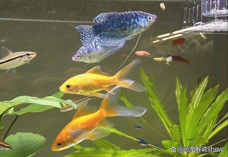 如何設(shè)置象鼻魚和龍魚混養(yǎng)的魚缸：冷水魚+熱帶魚混養(yǎng)的禁忌與神操作