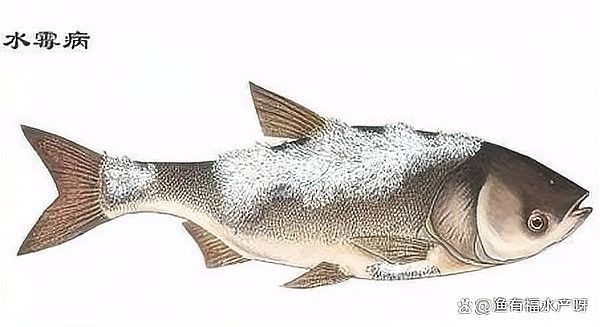 如何預防龍魚再次感染水霉病：百度健康水霉病怎么治徹底除根