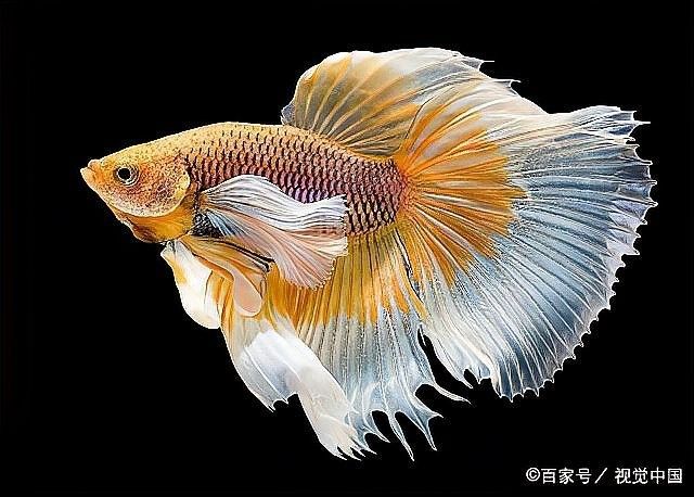 如何預防龍魚再次感染水霉病：百度健康水霉病怎么治徹底除根