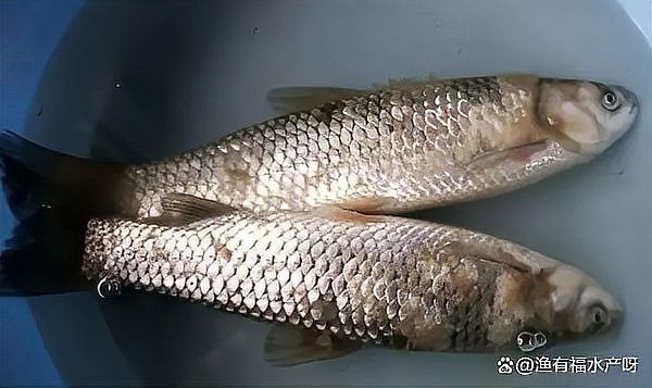 如何預防龍魚再次感染水霉病：百度健康水霉病怎么治徹底除根