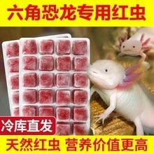 給我一些恐龍魚吃紅蟲的圖片：恐龍魚吃紅蟲的圖片資源