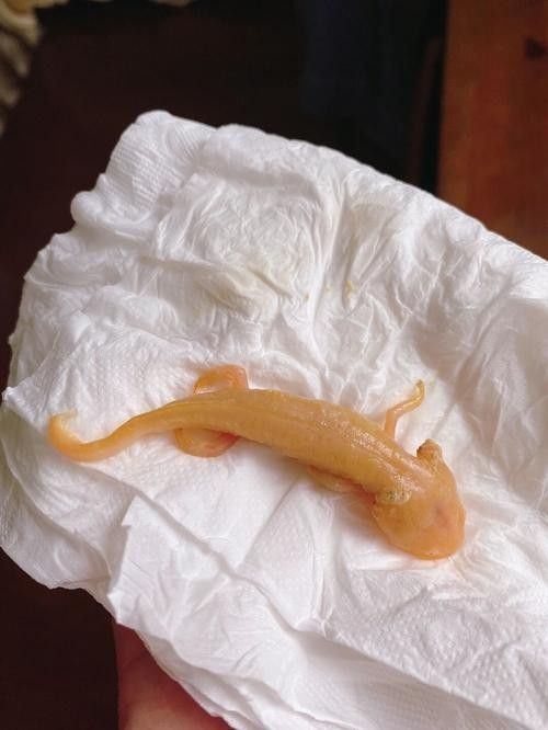 給我一些恐龍魚吃紅蟲的圖片：恐龍魚吃紅蟲的圖片資源