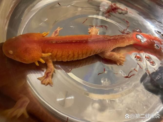 給我一些恐龍魚吃紅蟲的圖片：恐龍魚吃紅蟲的圖片資源