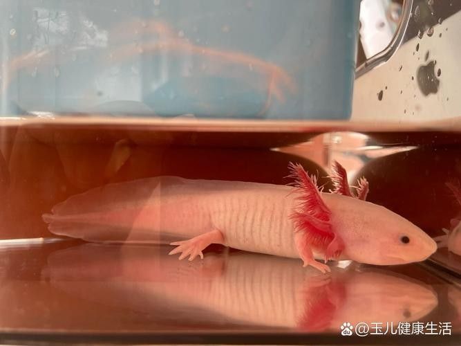 給我一些恐龍魚吃紅蟲的圖片：恐龍魚吃紅蟲的圖片資源