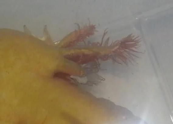 給我一些恐龍魚吃紅蟲的圖片：恐龍魚吃紅蟲的圖片資源
