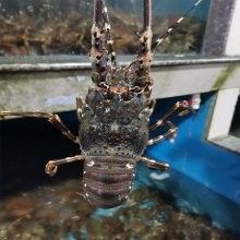 大青龍魚的價格是多少：大青龍棒魚價格行情走勢(青魚批發價格