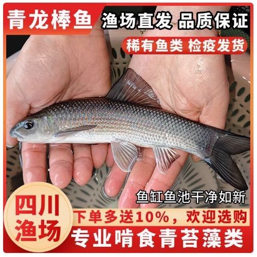 大青龍魚的價格是多少：大青龍棒魚價格行情走勢(青魚批發價格