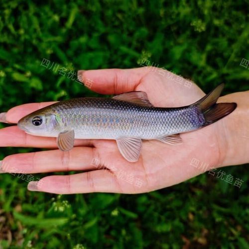 大青龍魚的價格是多少：大青龍棒魚價格行情走勢(青魚批發價格