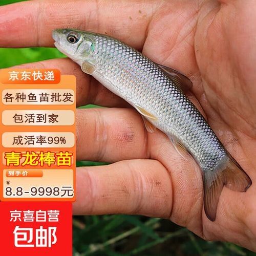 大青龍魚的價格是多少：大青龍棒魚價格行情走勢(青魚批發價格