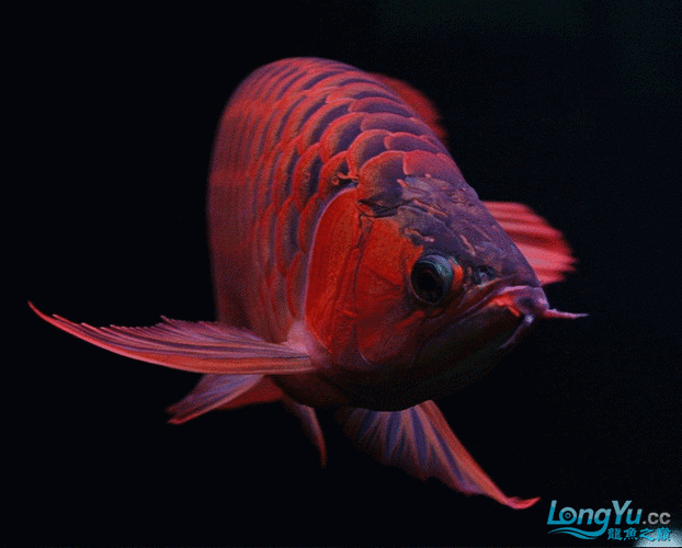 頂級紅龍魚的價格是多少？：廣州龍魚祥龍魚場，紅龍魚價格表