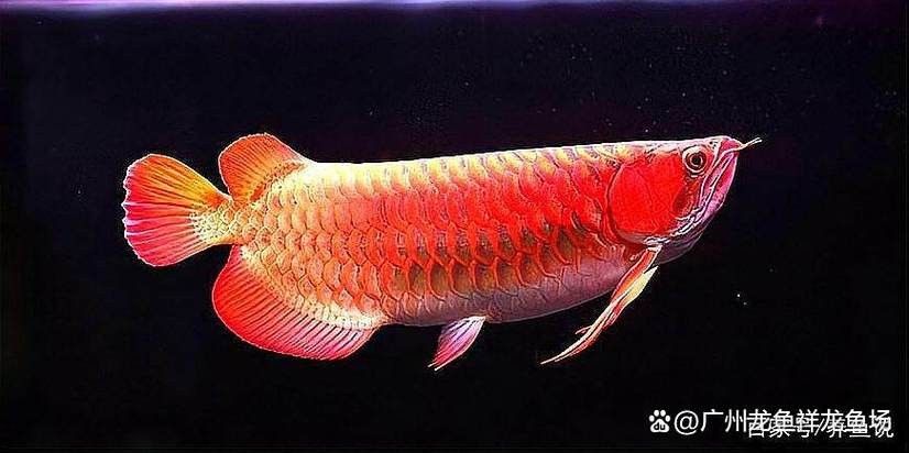 頂級紅龍魚的價格是多少？：廣州龍魚祥龍魚場，紅龍魚價格表