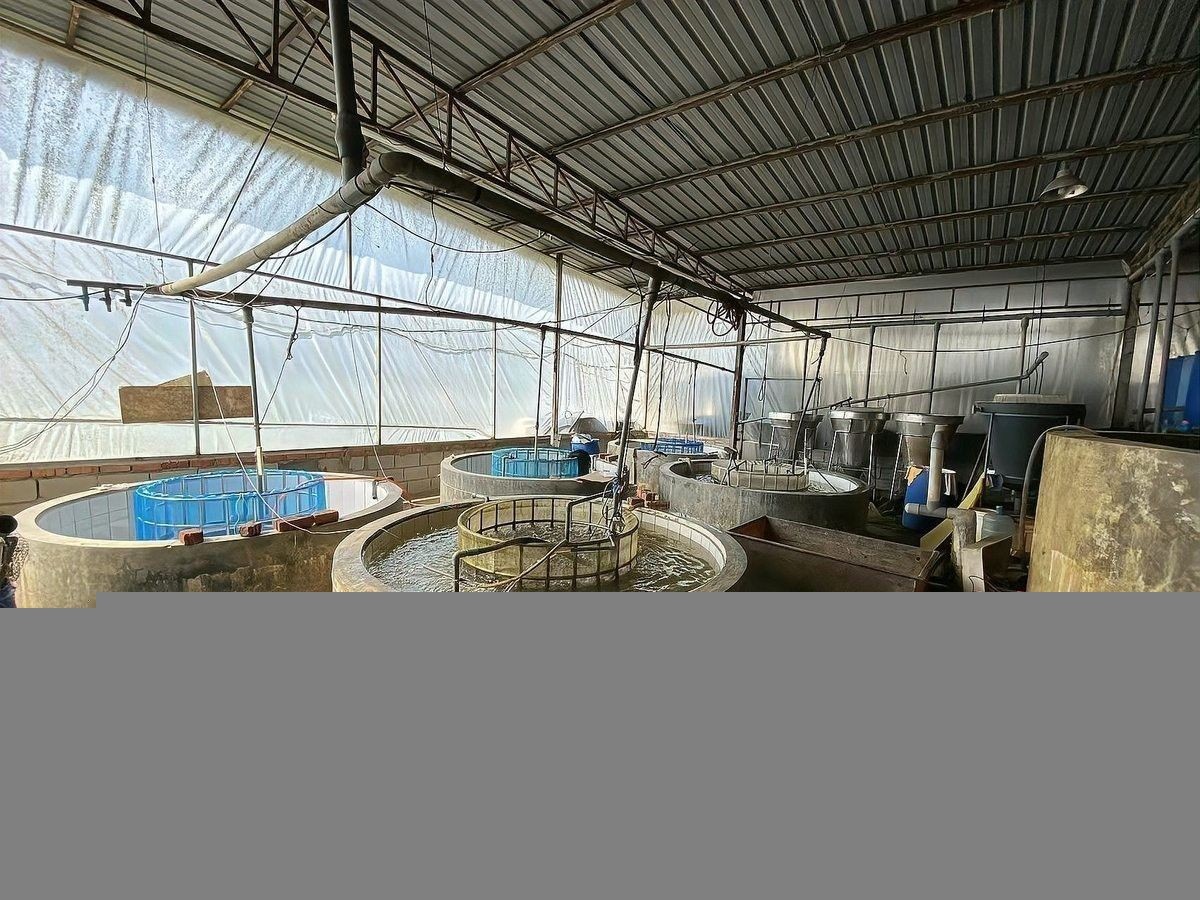 北京哪個水族館龍魚好？祥龍魚場龍魚：北京哪里買龍魚最便宜 北京哪個水族館龍魚好？祥龍魚場龍魚：北京哪里買龍魚最便宜 龍魚百科 第5張