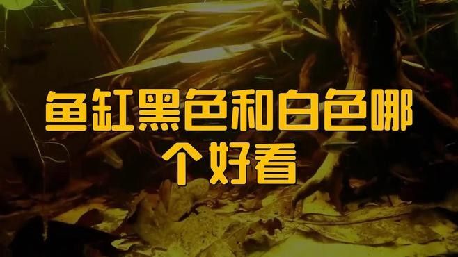 黑底缸和白底缸哪個更適合新手：心旅光影紅龍魚背景選擇大揭秘紅龍魚背景選擇