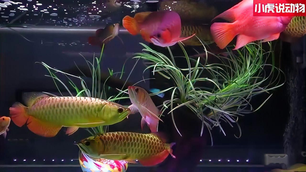 金龍魚捕食蜈蚣的視頻有解說嗎？：金龍魚捕食蜈蚣的視頻確實(shí)有解說版本以下是相關(guān)資源整理